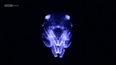 变态：形变的科学剧照的剧照