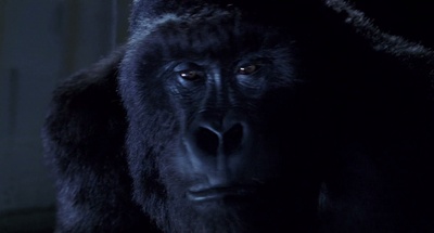 无敌大猩猩剧照的剧照