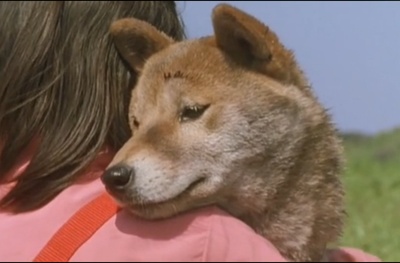 爱犬的奇迹剧照的剧照