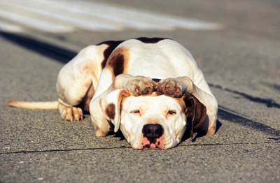 看狗在说话之旧金山历险记剧照的剧照