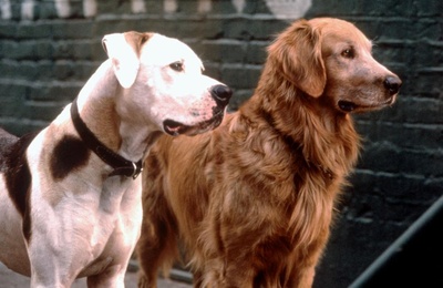 看狗在说话之旧金山历险记剧照的剧照