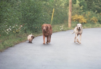 看狗在说话之旧金山历险记剧照的剧照