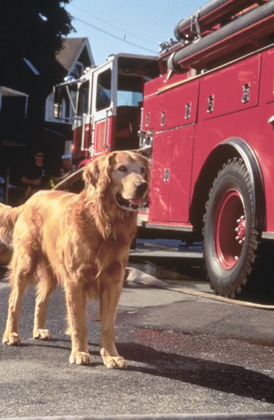 看狗在说话之旧金山历险记剧照的剧照