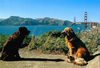 看狗在说话之旧金山历险记剧照的剧照
