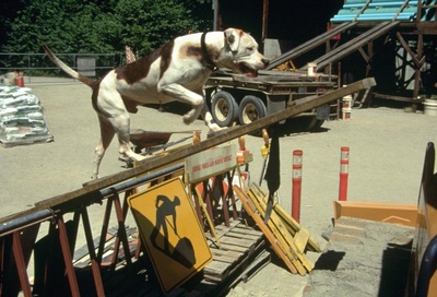 看狗在说话之旧金山历险记剧照的剧照