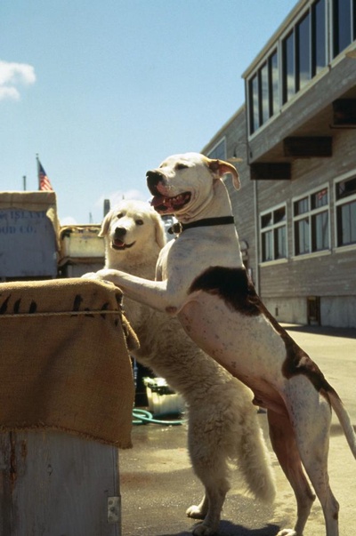 看狗在说话之旧金山历险记剧照的剧照
