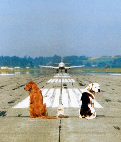 看狗在说话之旧金山历险记剧照的剧照