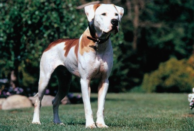 看狗在说话之旧金山历险记剧照的剧照