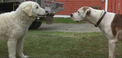 看狗在说话之旧金山历险记剧照的剧照