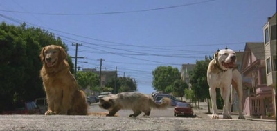 看狗在说话之旧金山历险记剧照的剧照