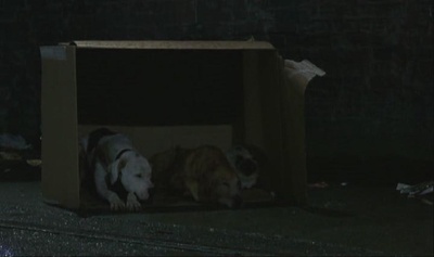 看狗在说话之旧金山历险记剧照的剧照