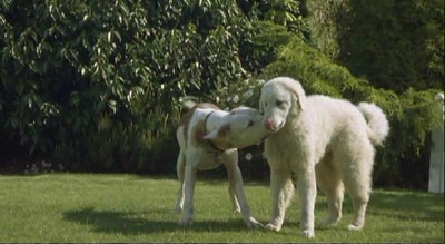 看狗在说话之旧金山历险记剧照的剧照