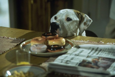 看狗在说话之旧金山历险记剧照的剧照