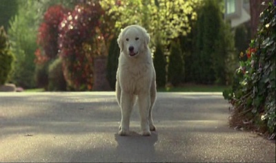 看狗在说话之旧金山历险记剧照的剧照