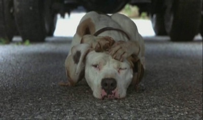 看狗在说话之旧金山历险记剧照的剧照