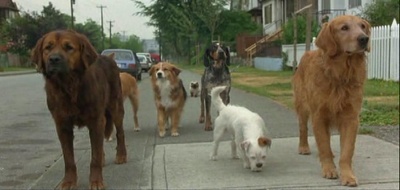 看狗在说话之旧金山历险记剧照的剧照