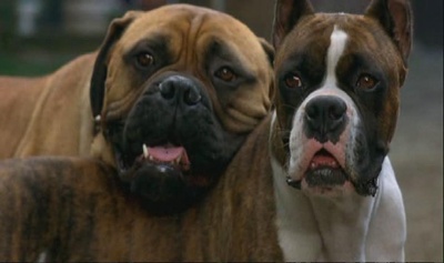 看狗在说话之旧金山历险记剧照的剧照