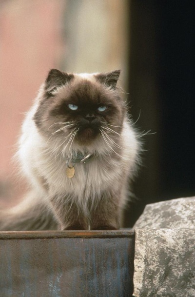 看狗在说话之旧金山历险记剧照的剧照