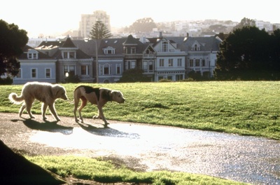 看狗在说话之旧金山历险记剧照的剧照