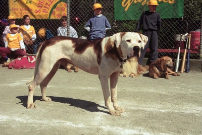 看狗在说话之旧金山历险记剧照的剧照