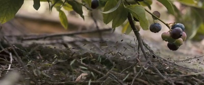 洗罪剧照的剧照