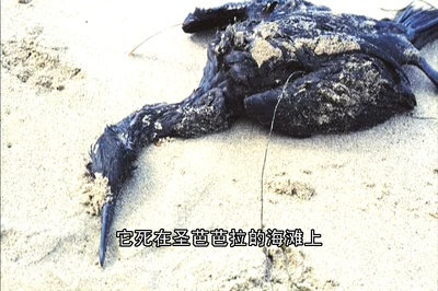 阿凡达：来自潘多拉的消息剧照的剧照