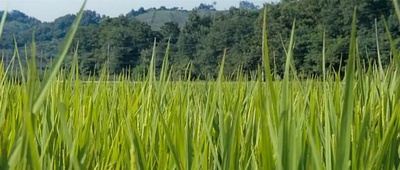 奔跑的乌龟剧照的剧照