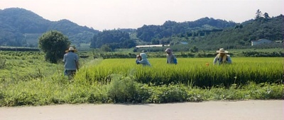 奔跑的乌龟剧照的剧照