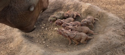 与恐龙同行剧照的剧照