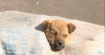 狗的状况剧照的剧照