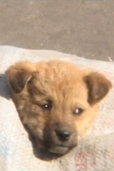 狗的状况剧照的剧照