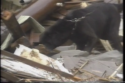 激震の記録 : 永久保存版 : 映像で語りつぐ阪神・淡路大震災 : 〜失われたあの時あの場所〜剧照的剧照