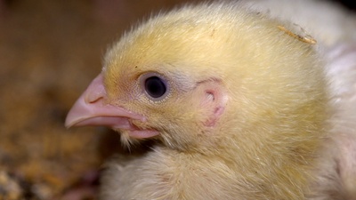 统治剧照的剧照