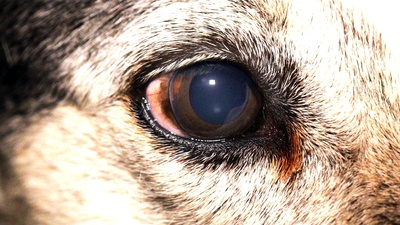 统治剧照的剧照