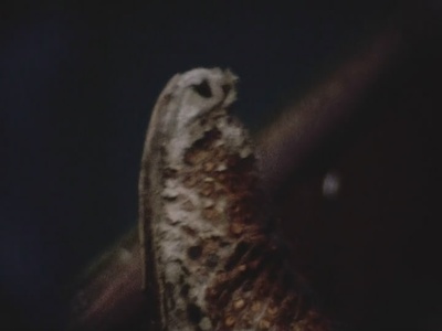 给我庇护剧照的剧照