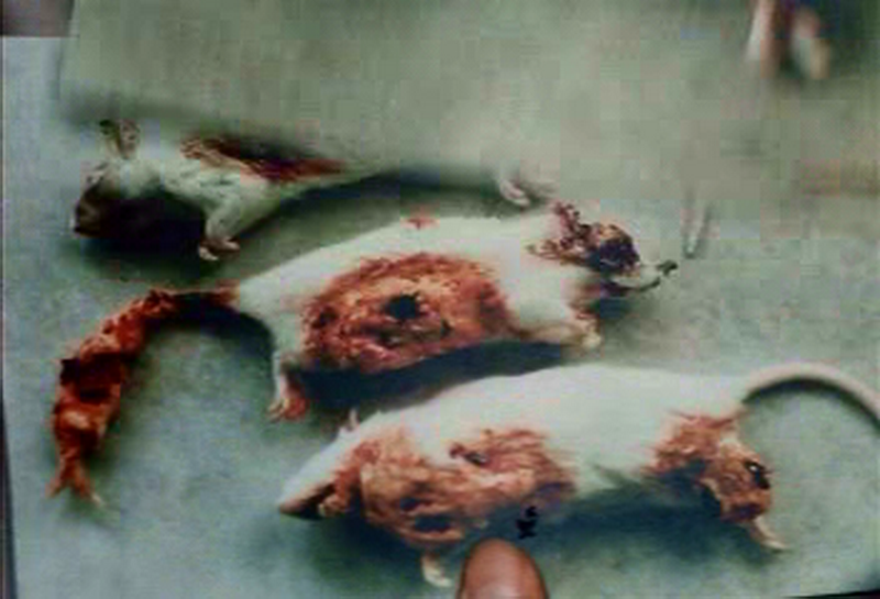 北京特快剧照的剧照