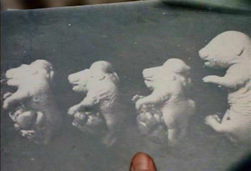 北京特快剧照的剧照