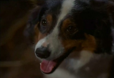 动物农庄剧照的剧照