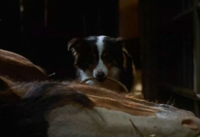 动物农庄剧照的剧照