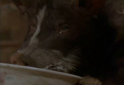 动物农庄剧照的剧照