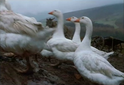 动物农庄剧照的剧照