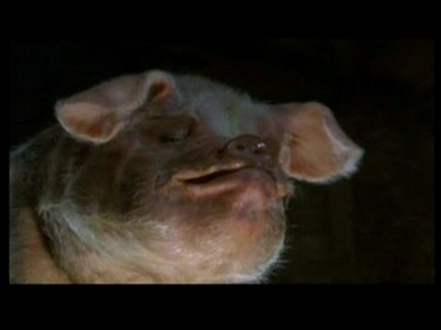 动物农庄剧照的剧照