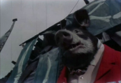 动物农庄剧照的剧照