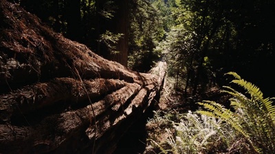 恐龙再现剧照的剧照