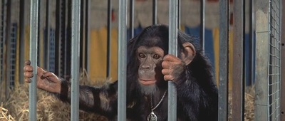 逃离猩球剧照的剧照