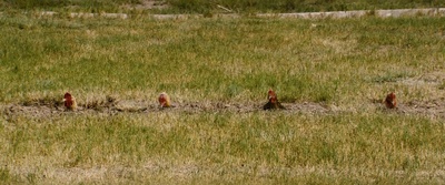 双龙出手剧照的剧照