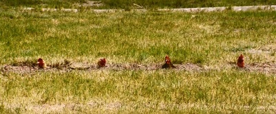 双龙出手剧照的剧照