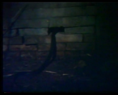 麻瘋女剧照的剧照