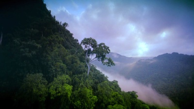 热带雨林剧照的剧照
