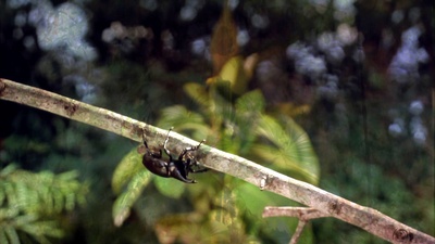 热带雨林剧照的剧照